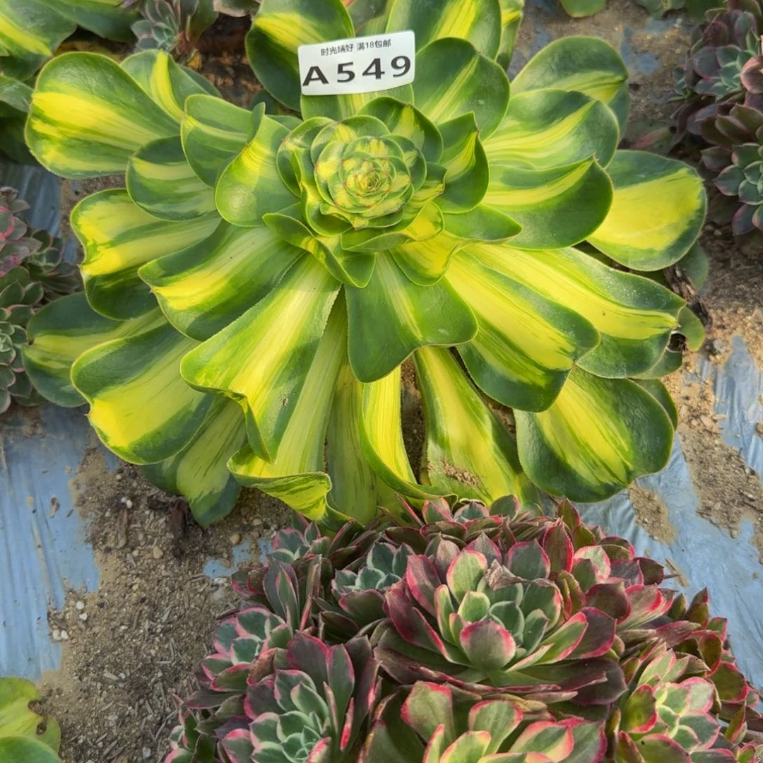 549荔枝。多肉植物