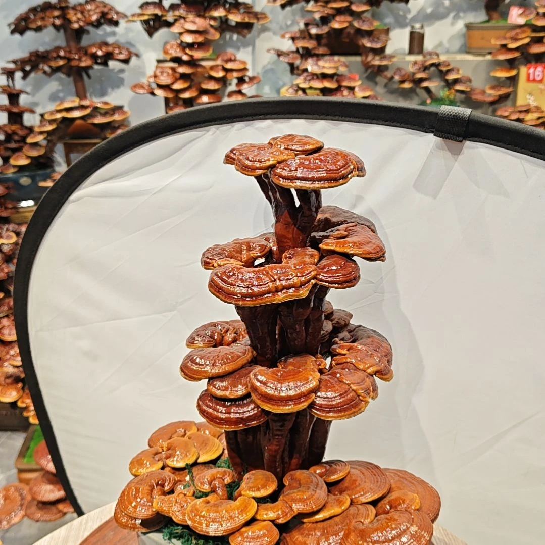 赤灵芝灵芝盆景灵芝花