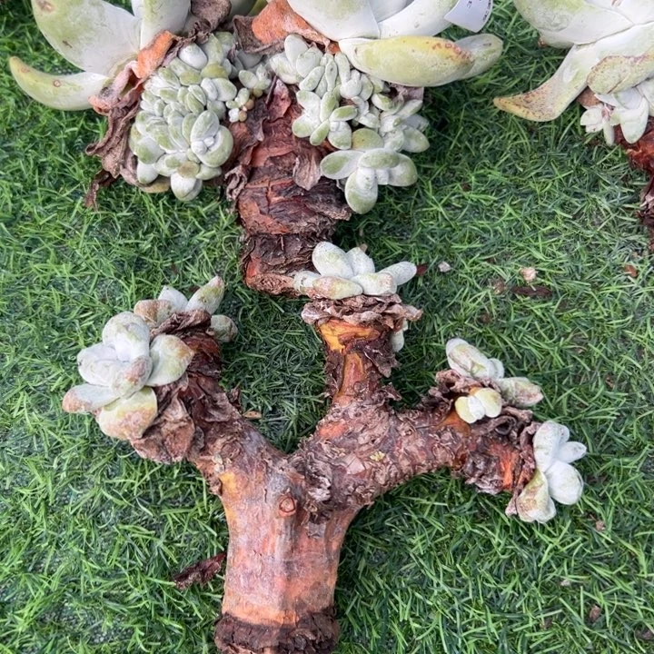 花***洞谢谢哥～一物一拍两颗～