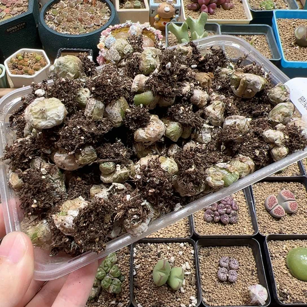 【闪购商品】26  开播福利 清 烧麦