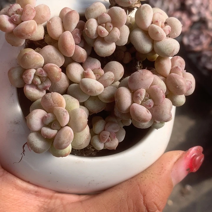 樱桃三头。（满9.99包邮不满9.99发叶子）