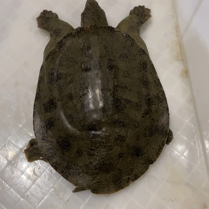 中国大陆徽州肥河野生甲鱼