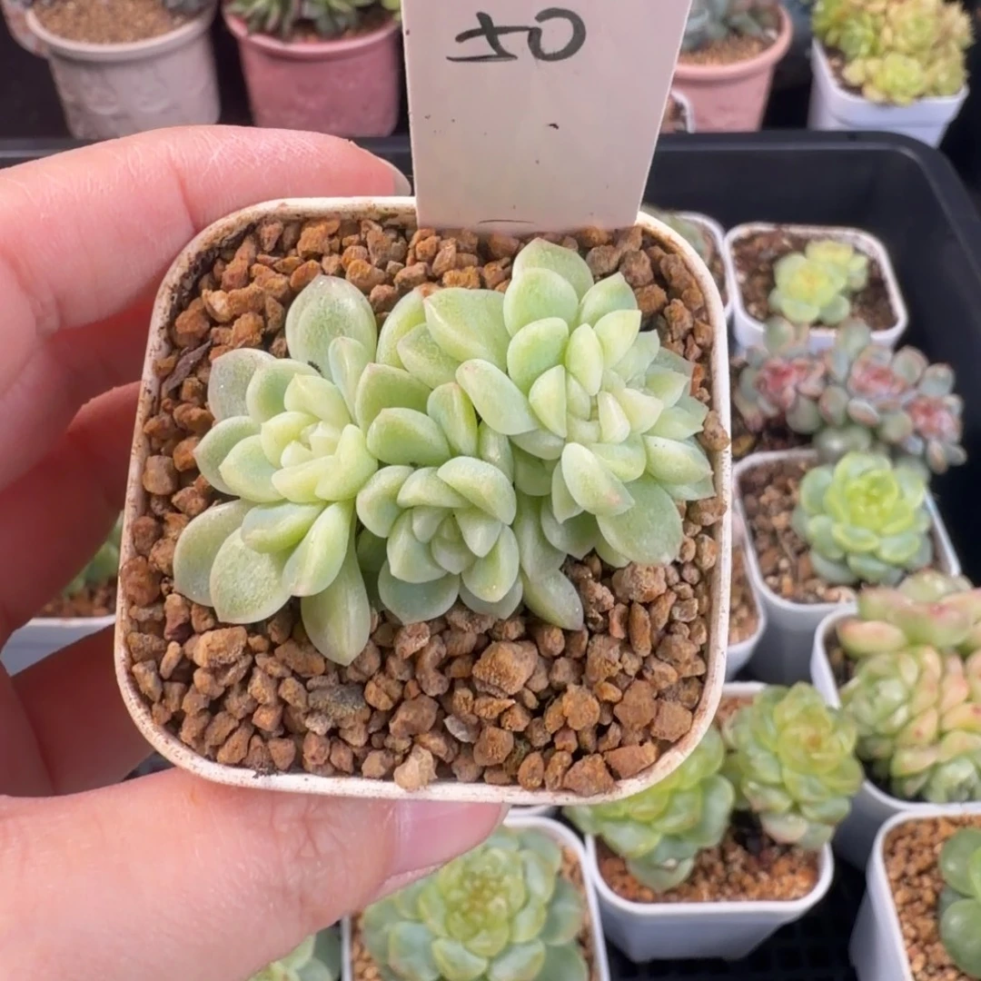 韶***货小吃货一颗缀化包邮