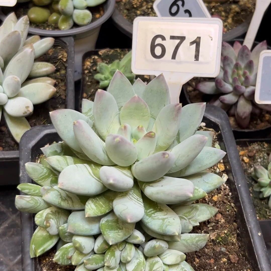 多肉植物天使之翼671