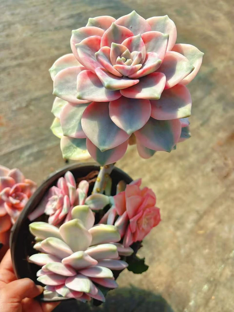 （紫乐锦冷白皮）3头起 超高颜值脱土发（任意2单包邮云南好运来多肉