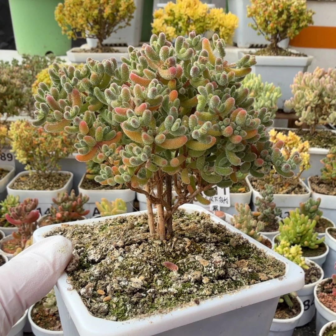 A840红冰晶尺寸10厘米