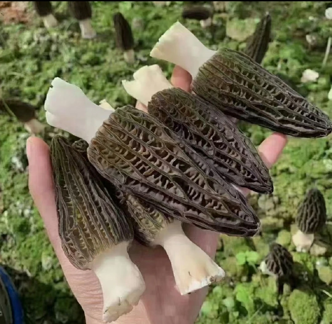 （新鲜羊肚菌）湖南湘西自产自销羊肚菌1斤