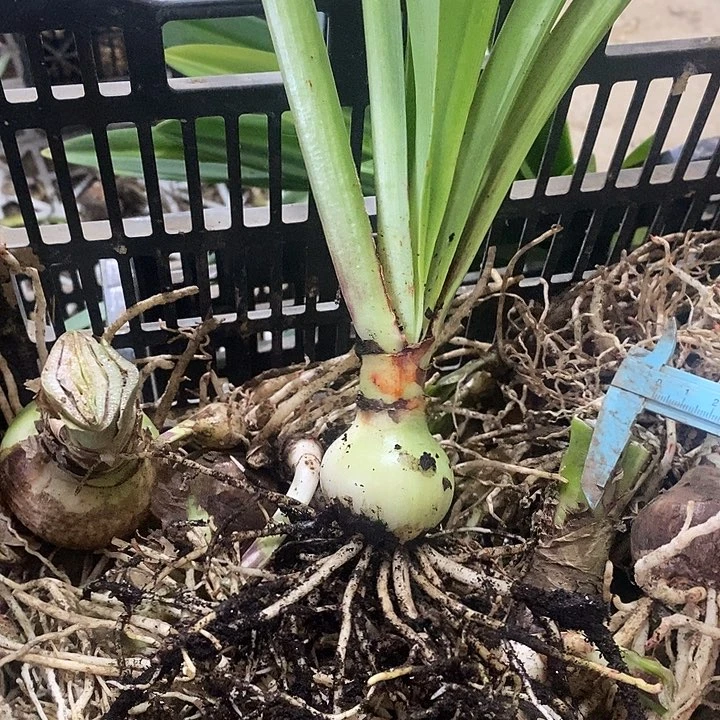 四厘米以上粉色交响曲朱顶红