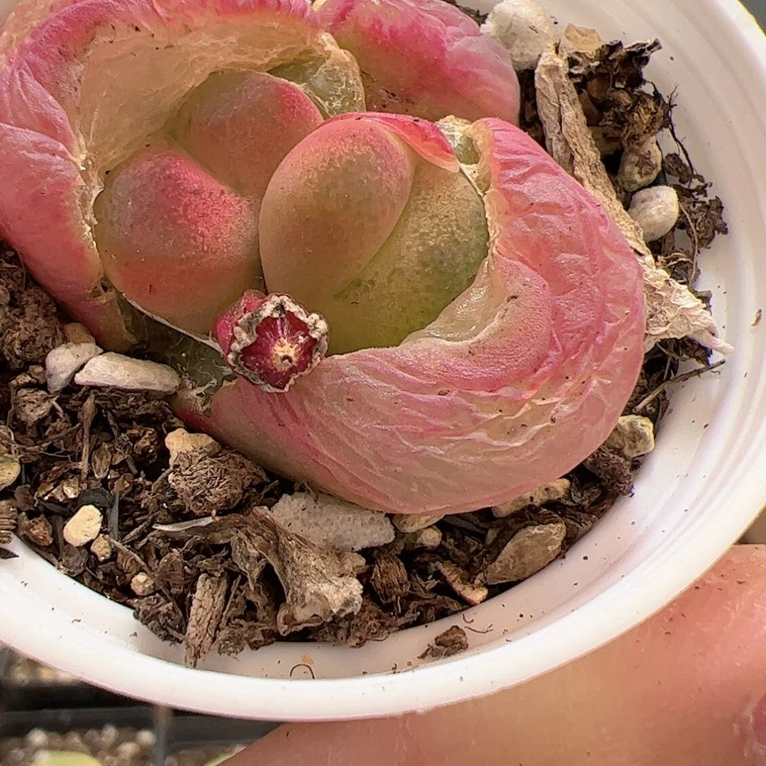 【闪购商品】332 带盆