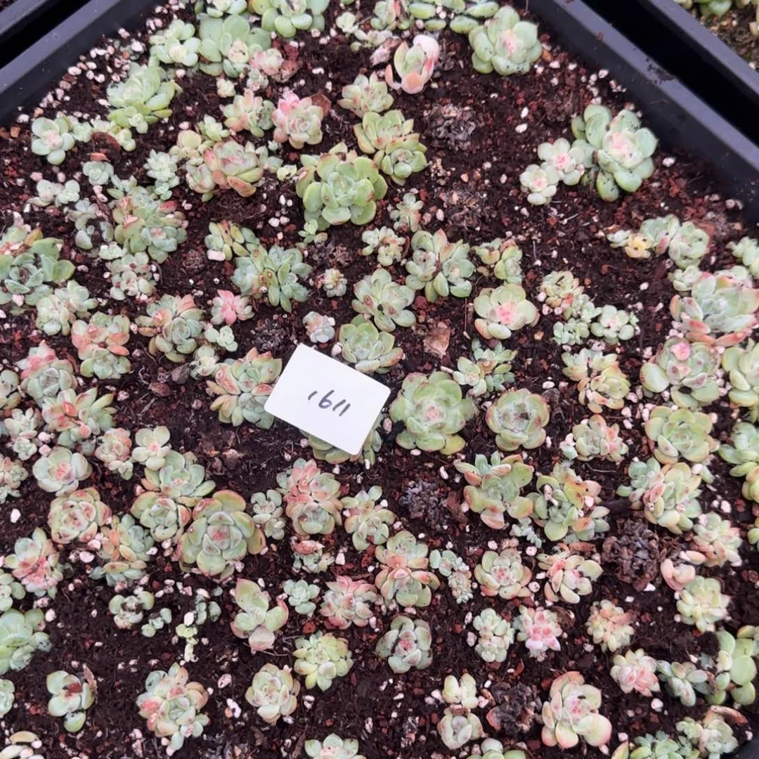 1611量切糕4分之一