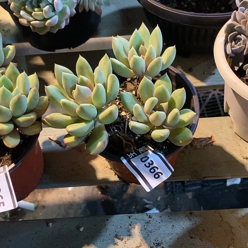 【闪购商品】红象牙0366
