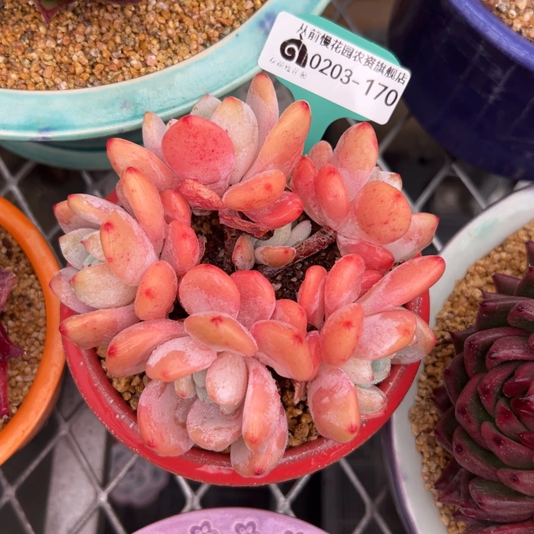 多肉一物一拍0203-170