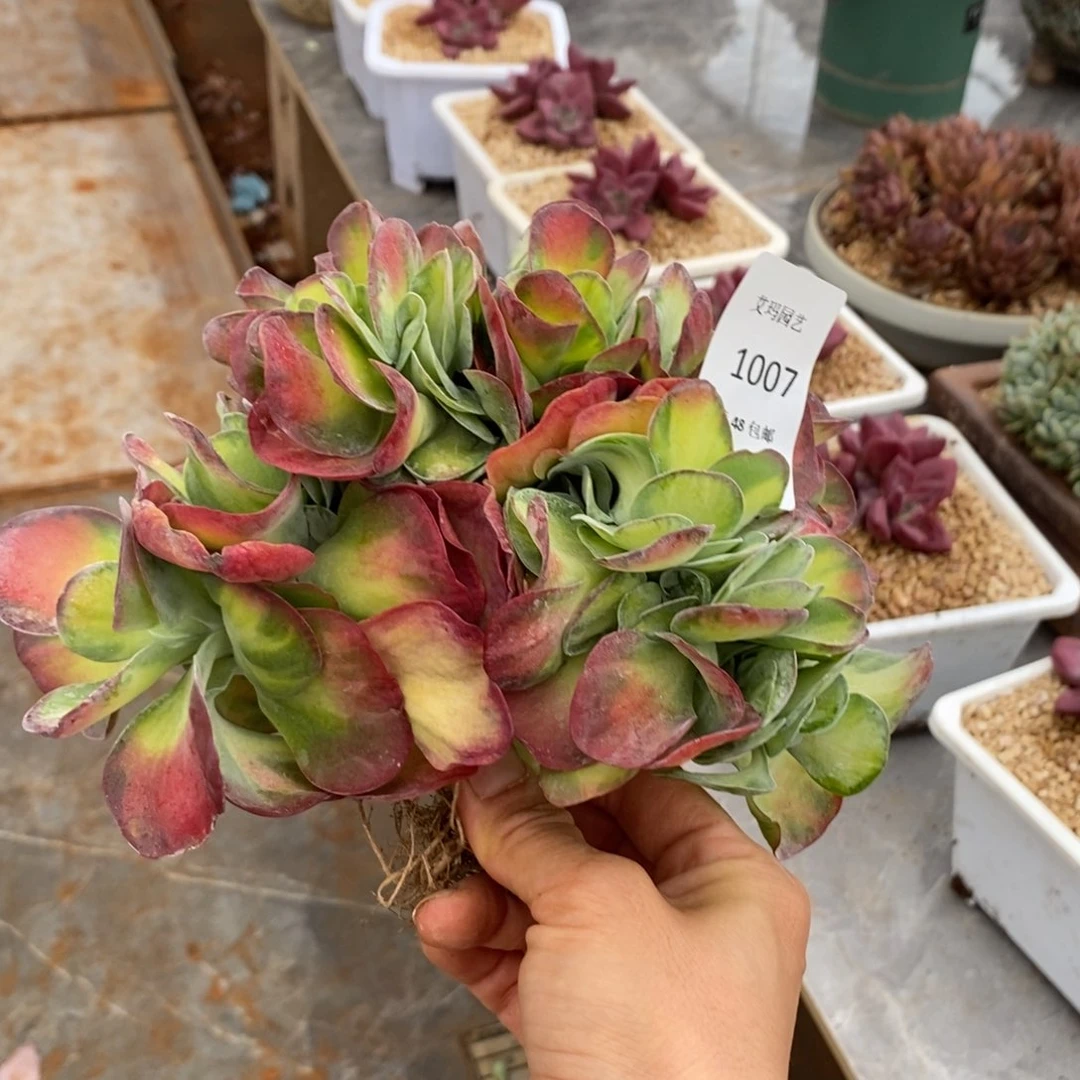 黄中班锦缀化多肉多肉007