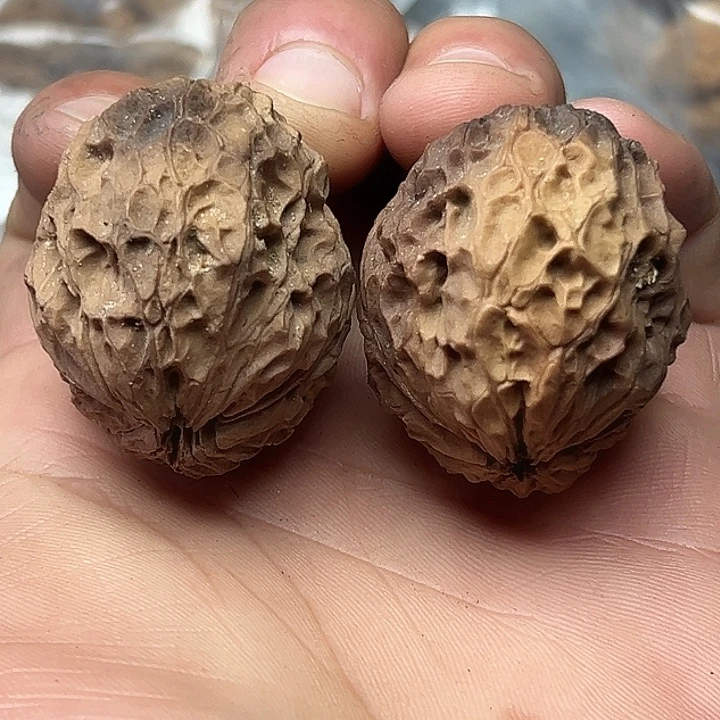 核桃55号花彩夜叉40尺