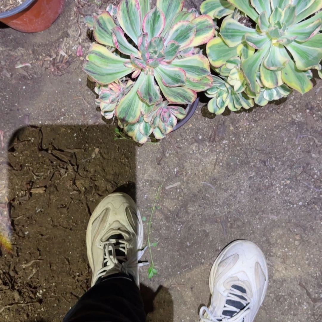 A****t青花瓷法师多肉000000