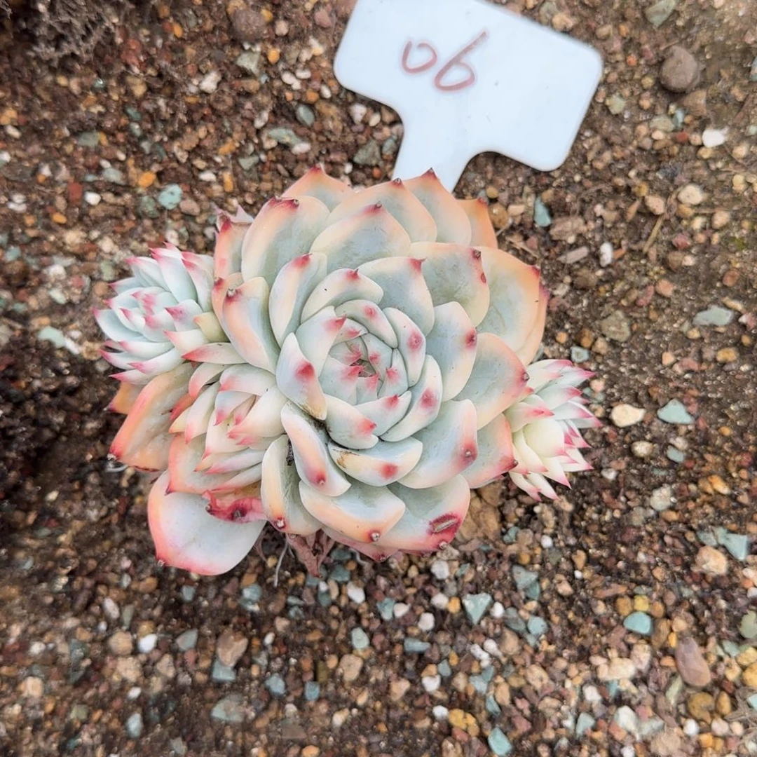 一物一拍吉娃娃锦捧花06