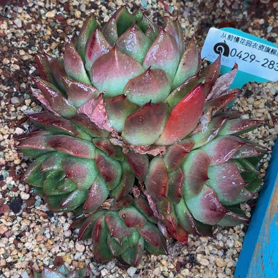 多肉一物一拍0429-283