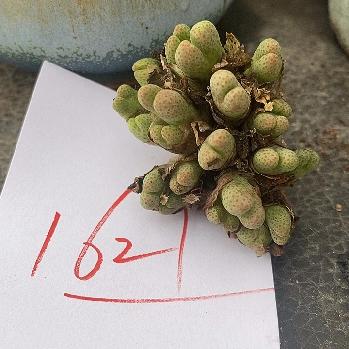 1621斑马955D一群。