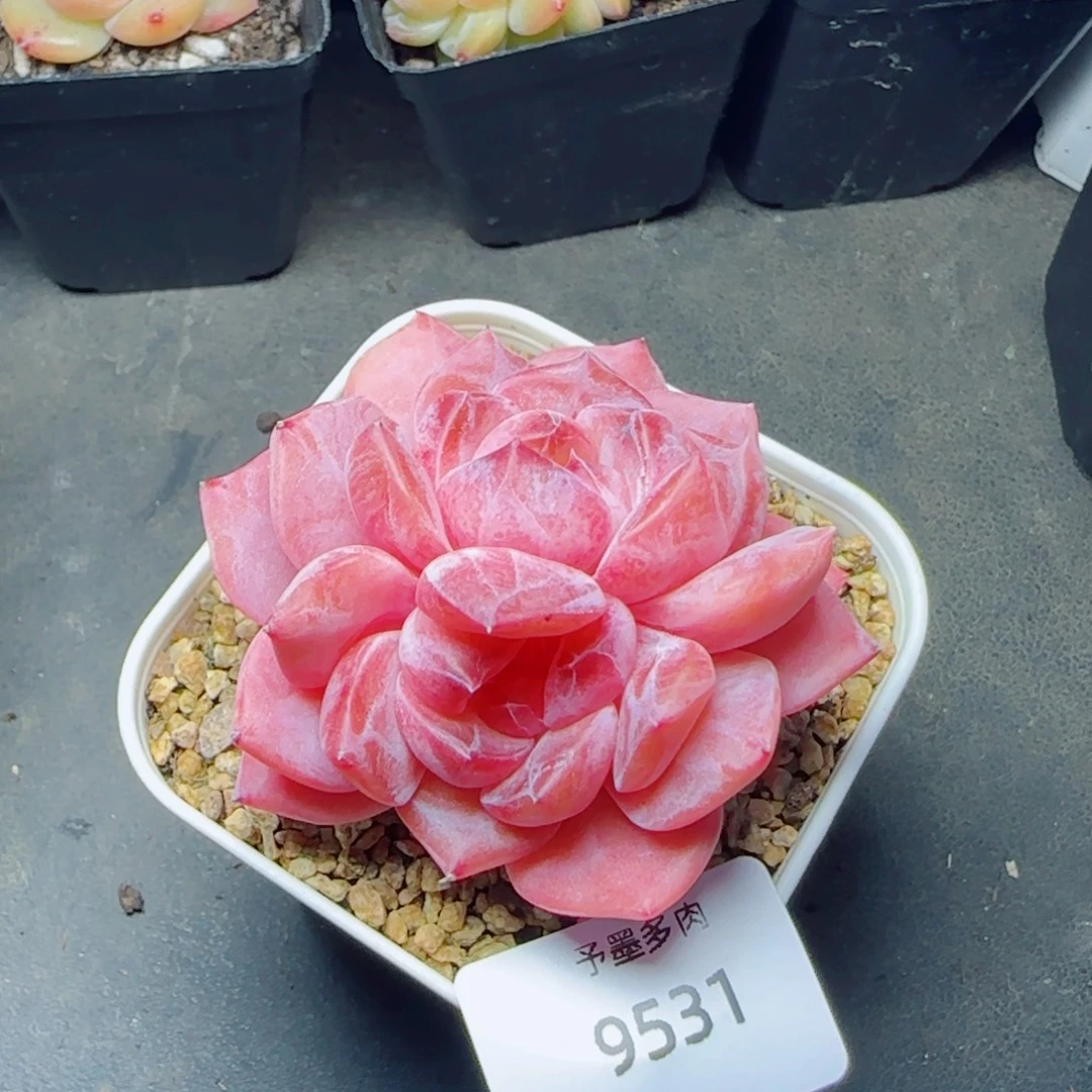 黛玉冰魄，9531多肉植物