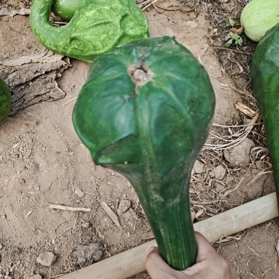 逆***袭鹤首葫芦！！！？？？？！！！！！