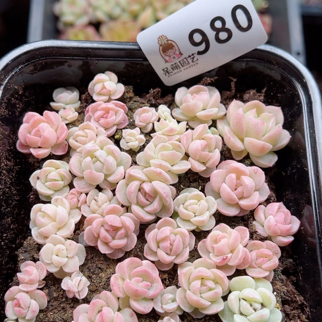 多肉植物多肉植物