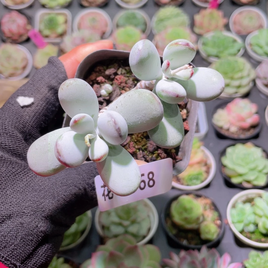 花利美1-668乒乓福娘