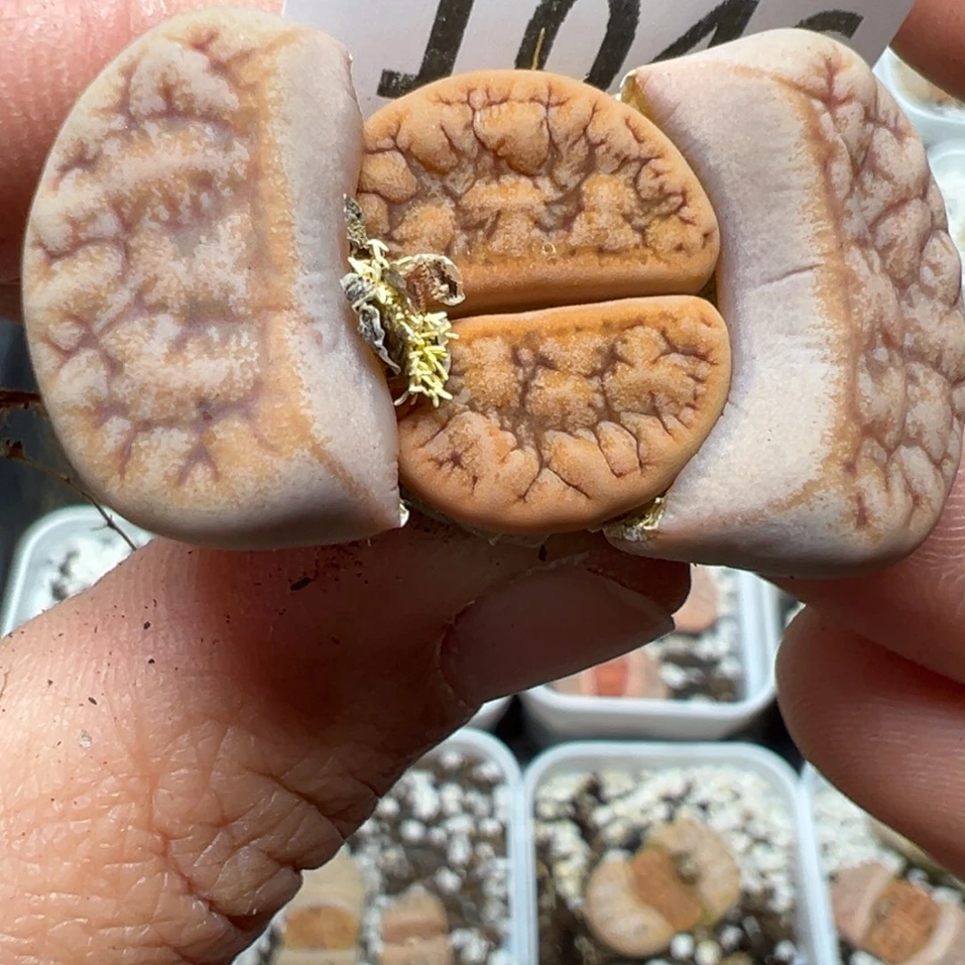 【闪购商品】1046。