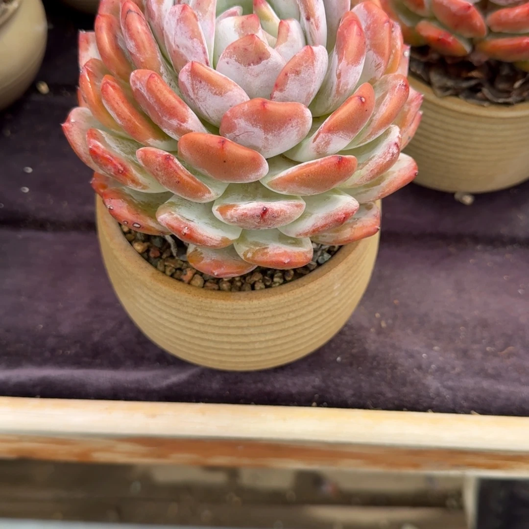 l****带盆发货，专拍链接