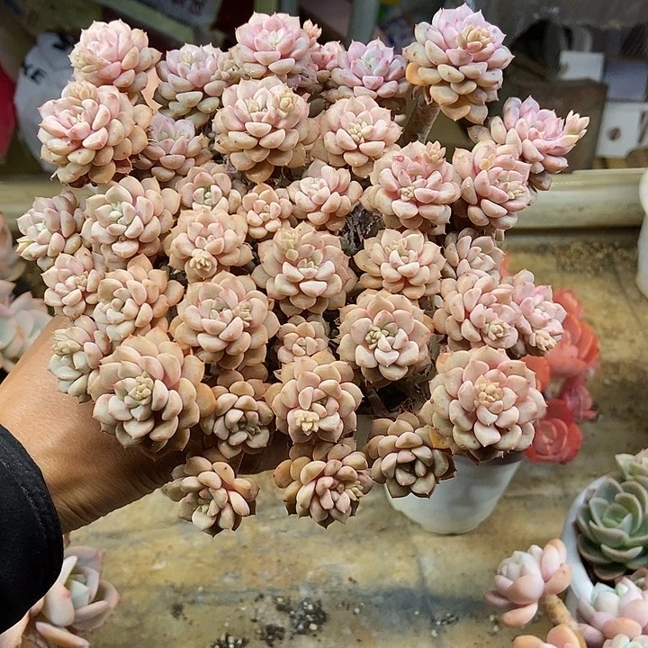 小****桂多肉植物一物一拍