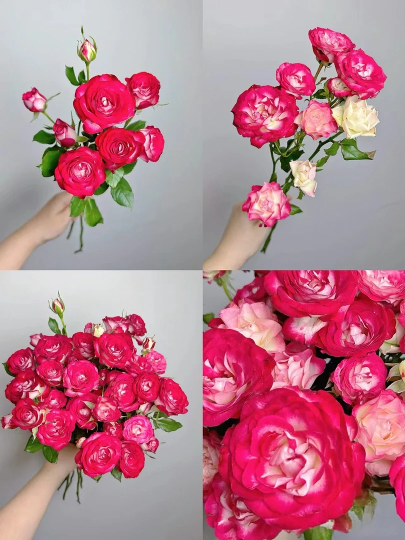 【买一送一】小头狮子座泡泡10支 多头玫瑰 云南基地鲜花家养水养