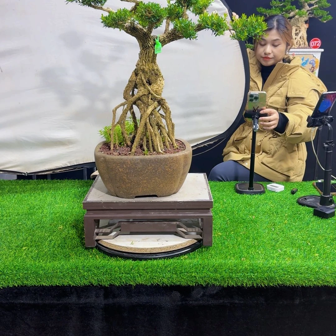 当前无花朵，栽培后可花朵