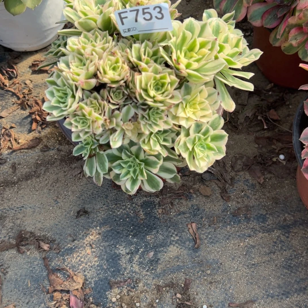 753迈巴赫多肉植物法师多肉