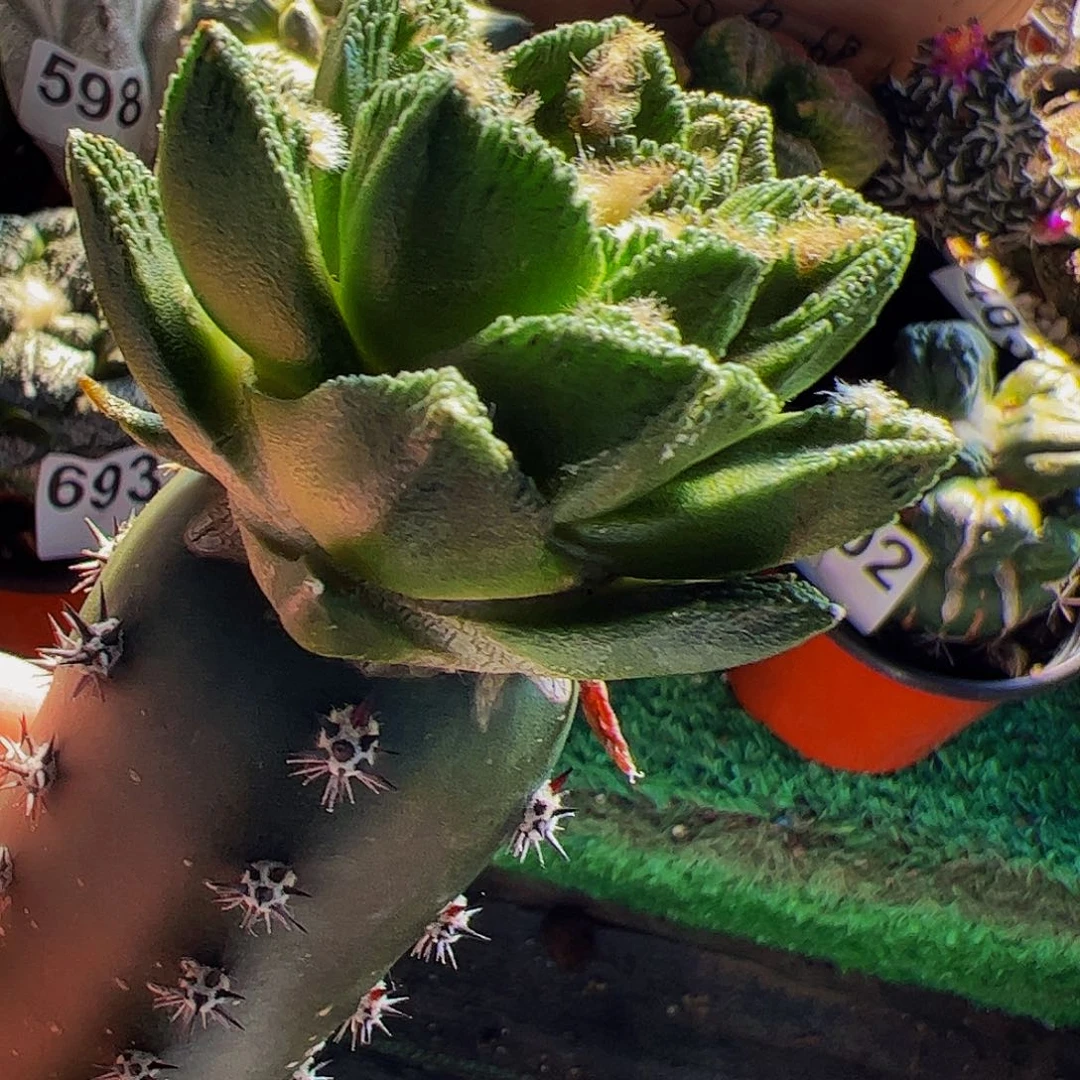 无花朵勃氏辛顿779