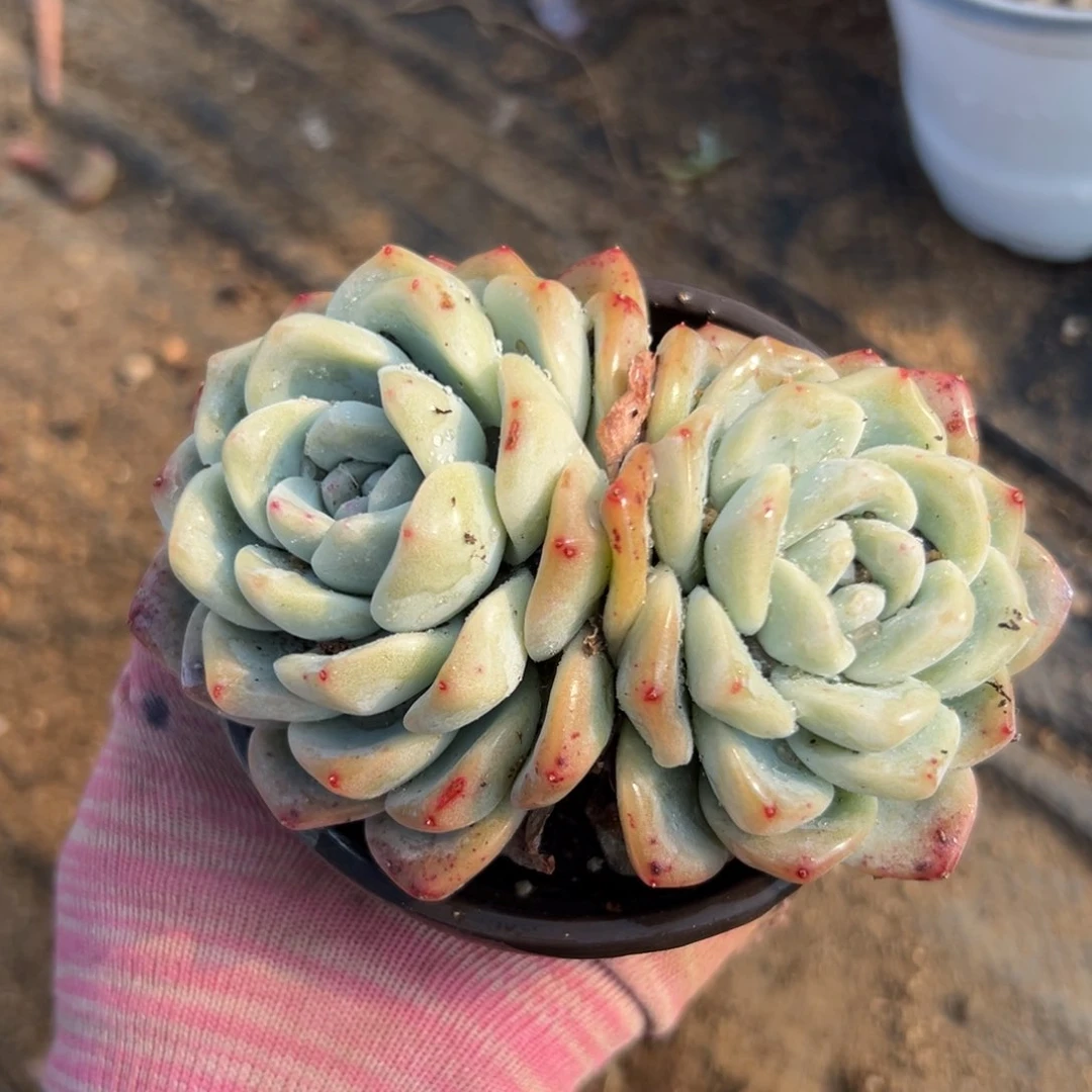 多头植物哟哦哦哦哦哦哦哦