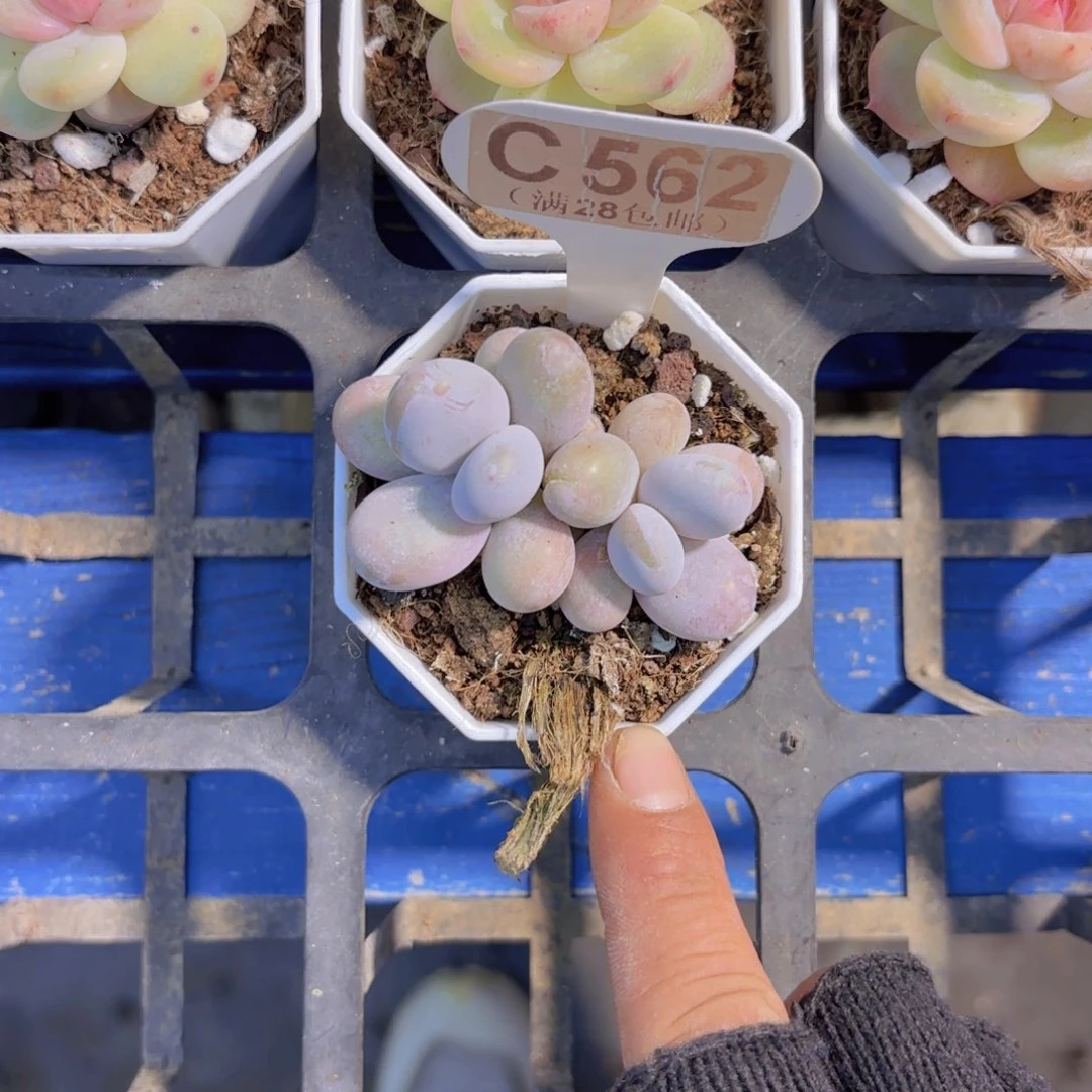 C562奶酪一物一拍