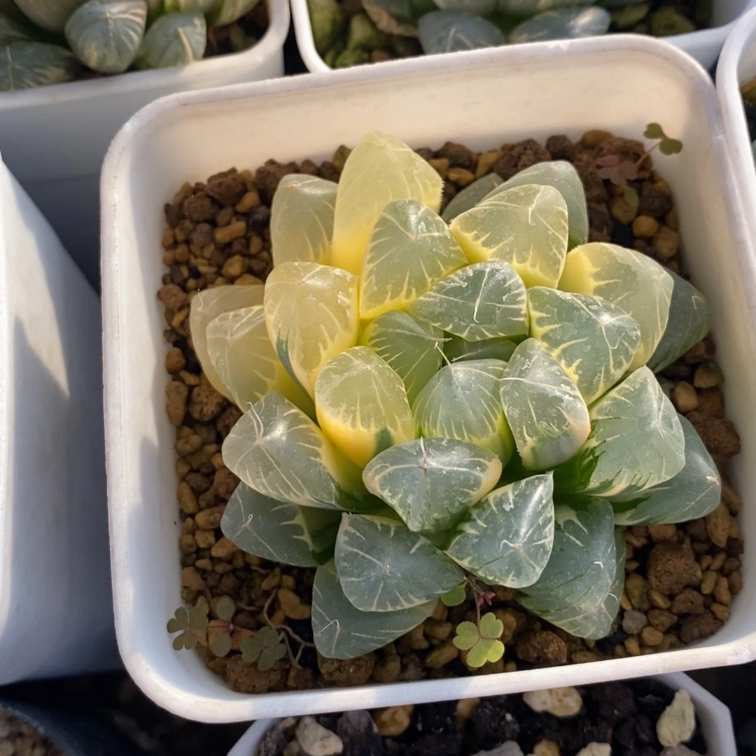 一颗实生糊斑玉露锦 特价