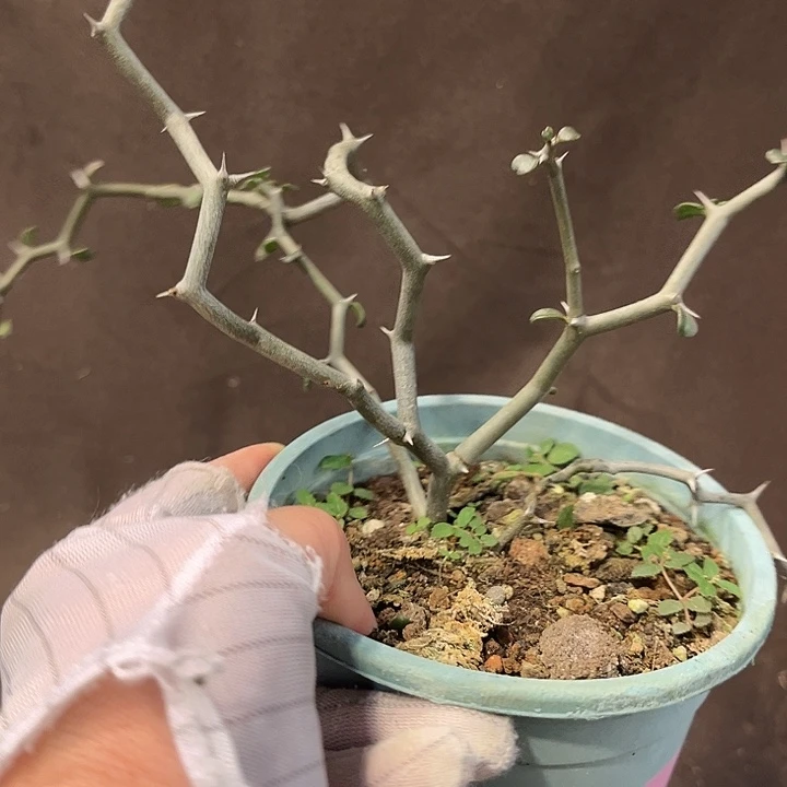 汤圆植物弯曲龙K49
