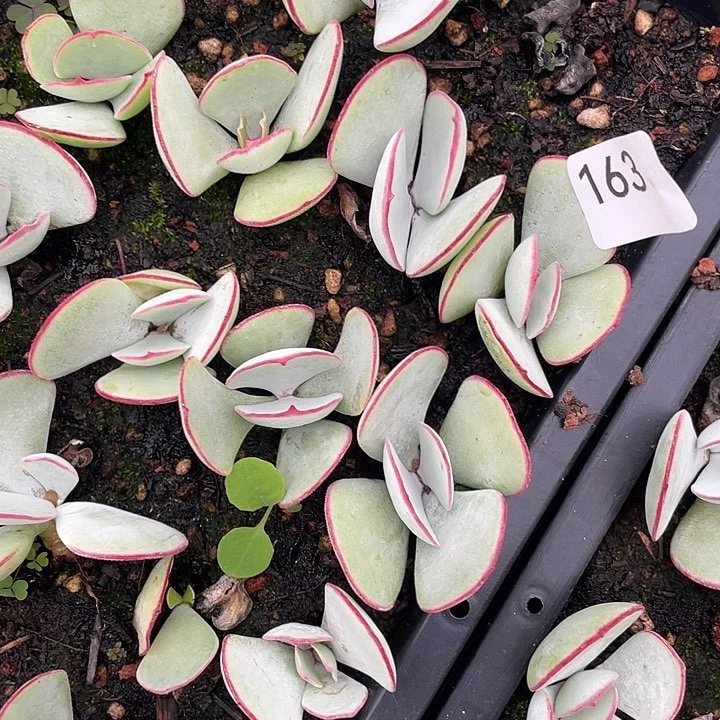 163。10 棵白眉。        量拍