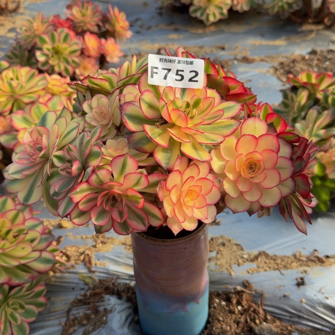 752荔枝。多肉植物