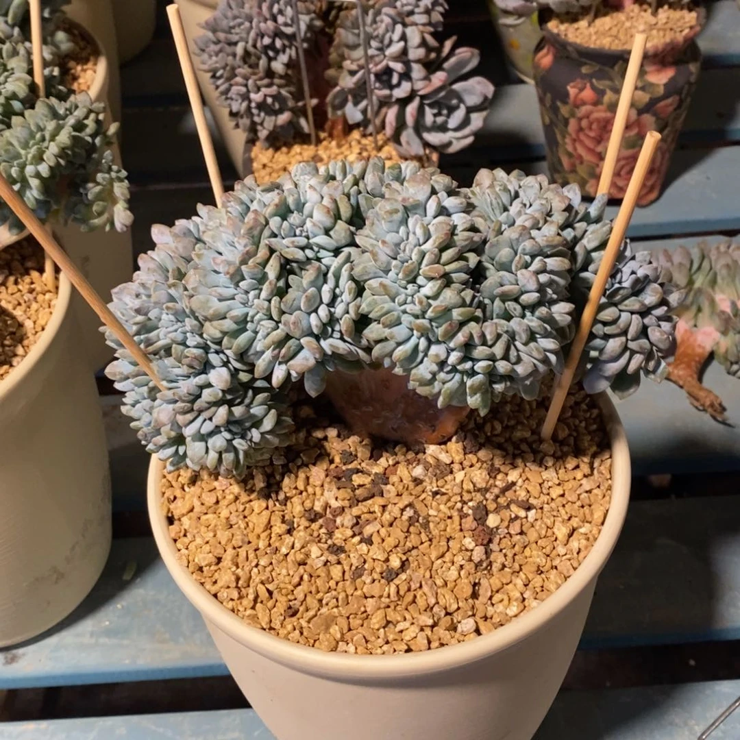 嘿***尔星影缀化树缀化树