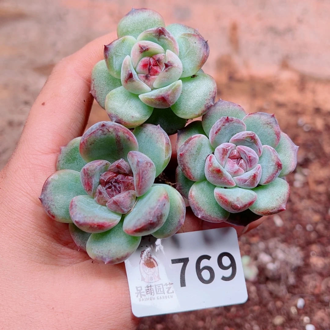 多肉植物多肉植物