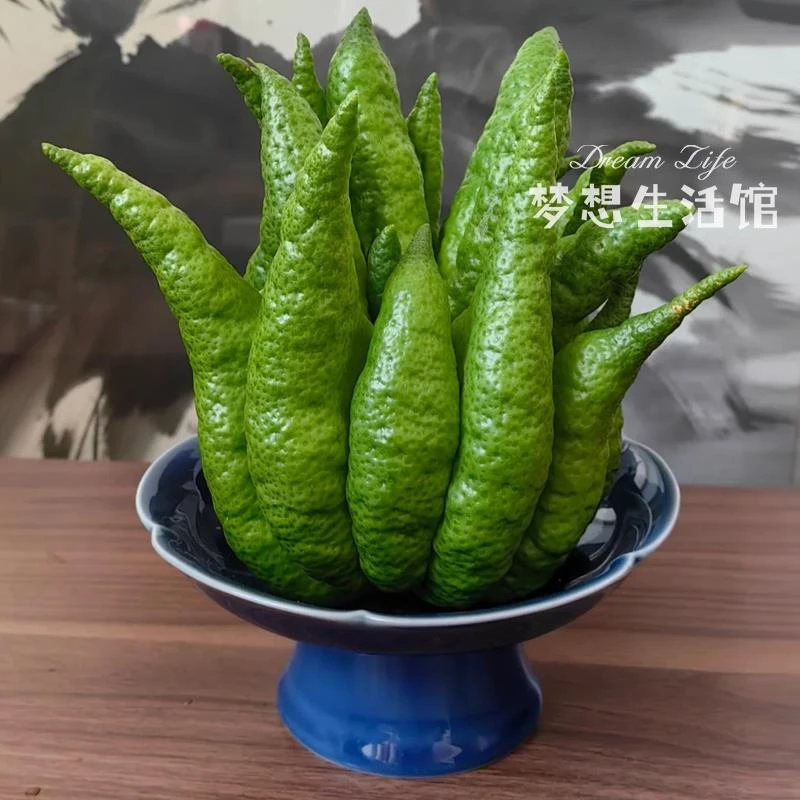 W佛手柑花瓶器皿托盘中式复古摆放摆盘观赏佛手托盆水培养花容器