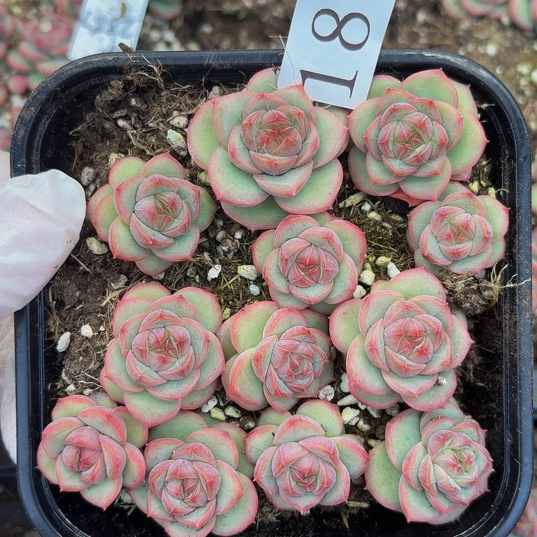 猫*娘多肉植物多肉植物184