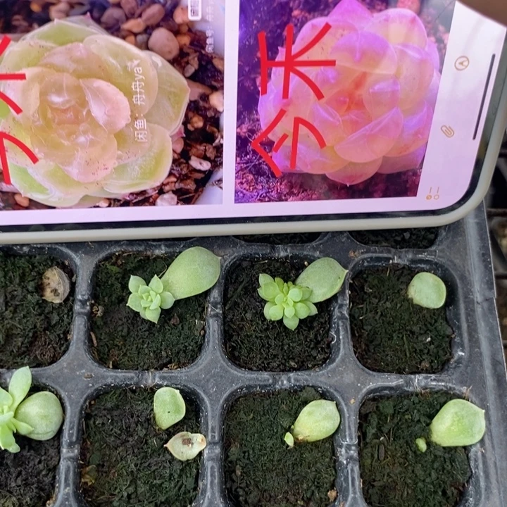 今禾叶插一个量拍