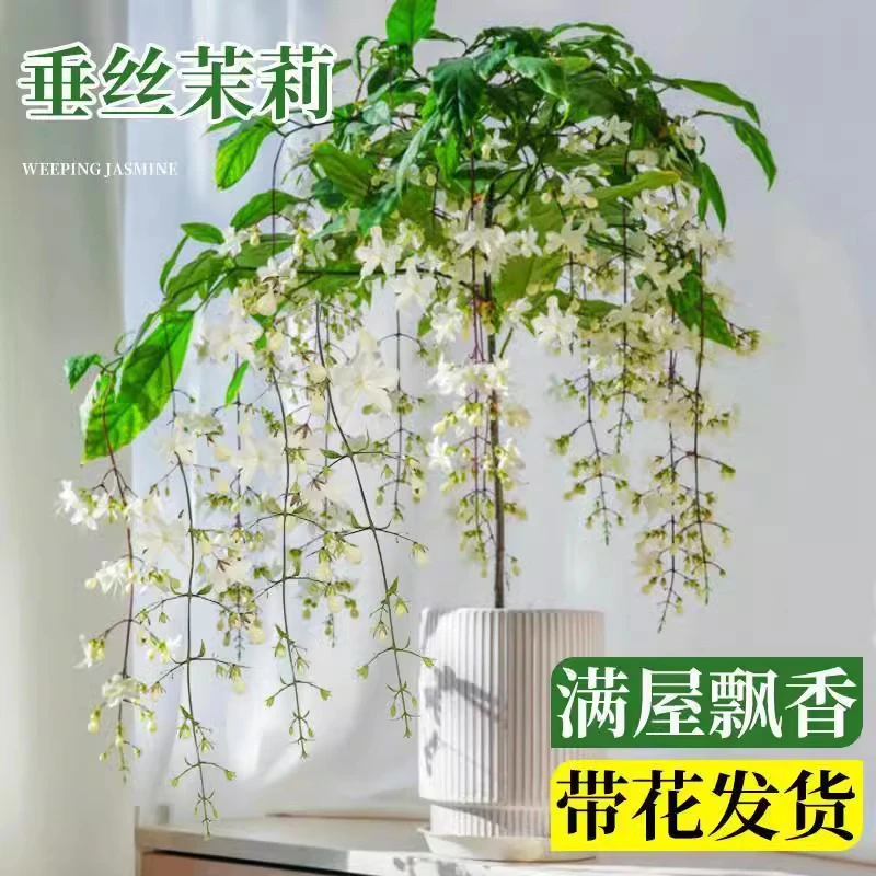 进口垂丝茉莉花卉盆栽带花苞绿植室内垂吊植物四季开花大苗好养活