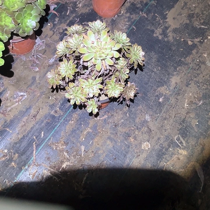 不售后法师一物一拍福利23