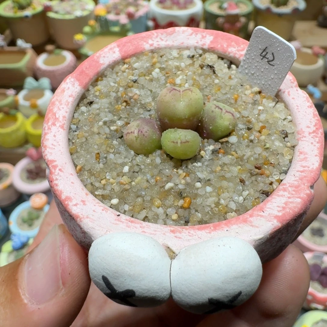 蘑菇1270猴脸多肉植物