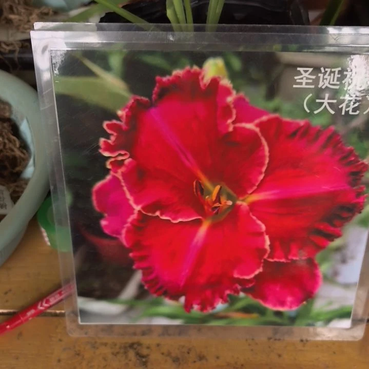 当前无花栽培后可以开花圣诞祝福裸根发货