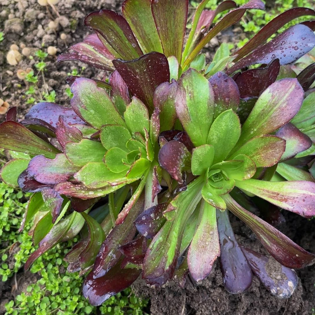 欧若拉多肉植物捧花的