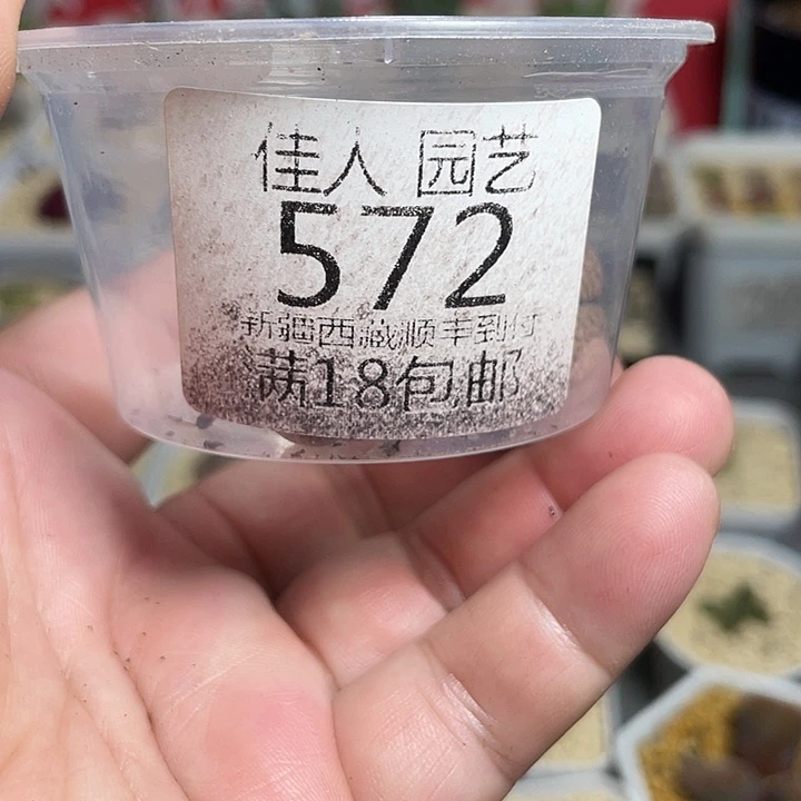 佳人园艺博览会572